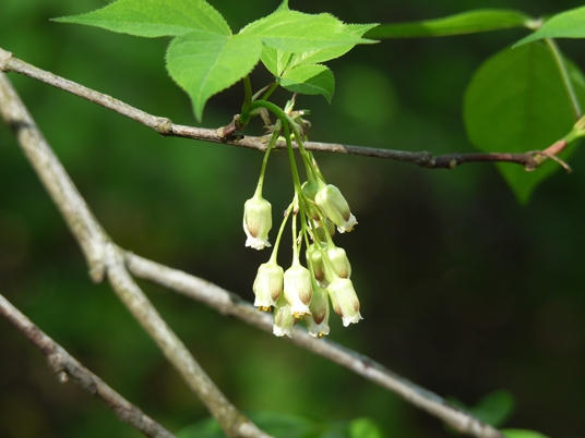 {Staphylea trifolia}